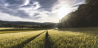 Jak wybierać preparaty do wykorzystania przy opryskach