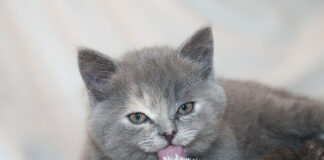 Co warto kupić do domu przed przygarnięciem lub kupnem kota