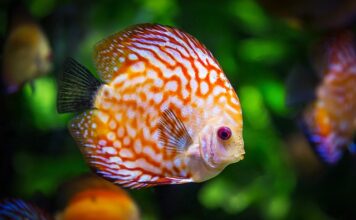 Ile kosztuje akwarium 200l?