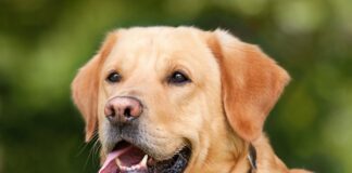 Co powinno się wiedzieć o labradorach?