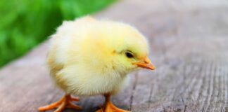 Czy można jeść codziennie pierś z kurczaka?