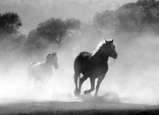 Ile pyłku pszczelego dziennie? Ile pyłku pszczelego dziennie?