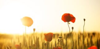 Czym się różni mąka żytnia od mąki żytniej razowej?