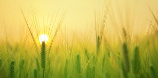 Organizacja pracy podczas podróży służbowych