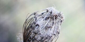 Co to jest bibuła historia?