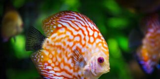 Co pod żwir do akwarium?