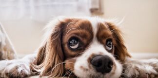 Gdzie zgłosić psa zamkniętego w samochodzie?