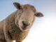 Dlaczego wełna merino gryzie? Dlaczego wełna merino gryzie?