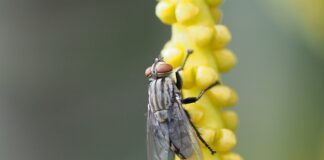 Co to znaczy Trupia ręka?