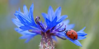 Za co 5 punktów karnych?