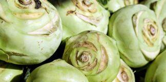 Czy Rzepa nadaje się na poplon?