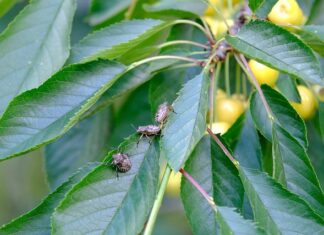 Jak pozbyć się pluskiew z łóżka? Jak pozbyć się pluskiew z łóżka?