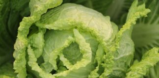 Czym doprawić surówkę z rzepy?