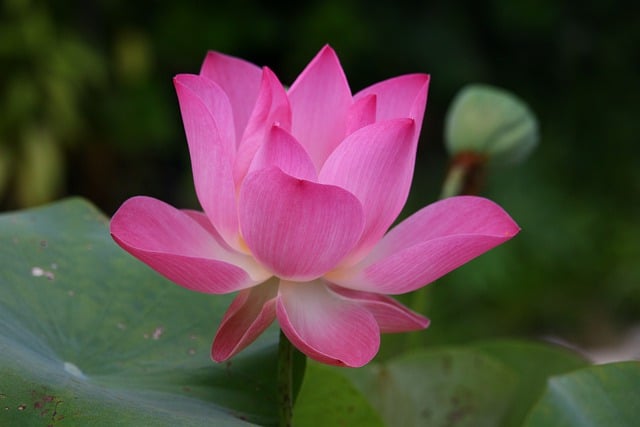 Jak się mówi po angielsku rogi? Jak się mówi po angielsku rogi?