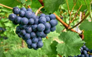 Jak się łowi na trolling?