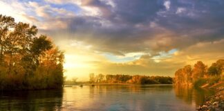 Czy można jeść liście czarnej rzepy?