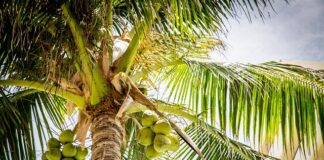 Po co kokos w materacu?