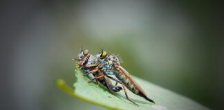 Ile lat za kanibalizm?