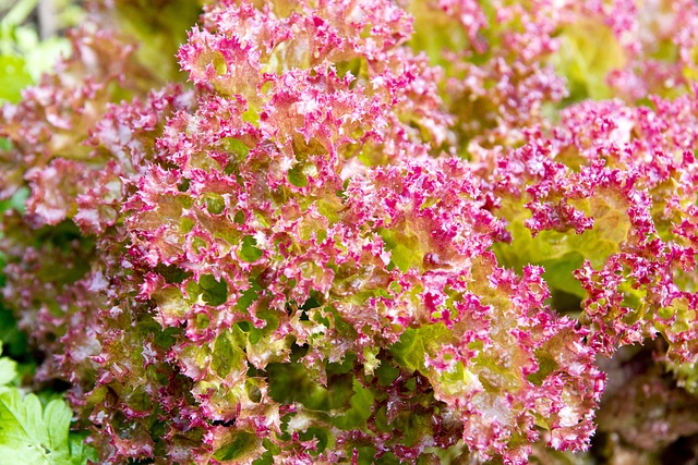 Co żyje w pościeli? Co żyje w pościeli?