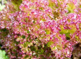 Co może być w pościeli?