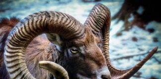 Jak rozpoznać rogi jelenia?