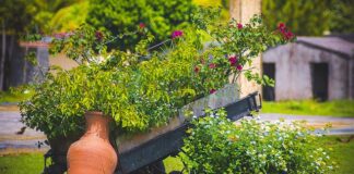 Do czego przyczepia się rzep?