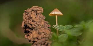 Jak pozbyć się robaków z łóżka?