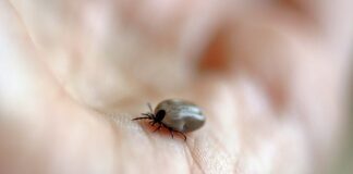 Jak sprawdzić czy są roztocza?