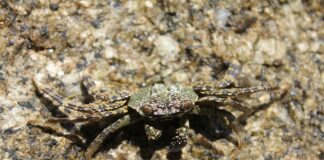 Jak tropić jelenia?